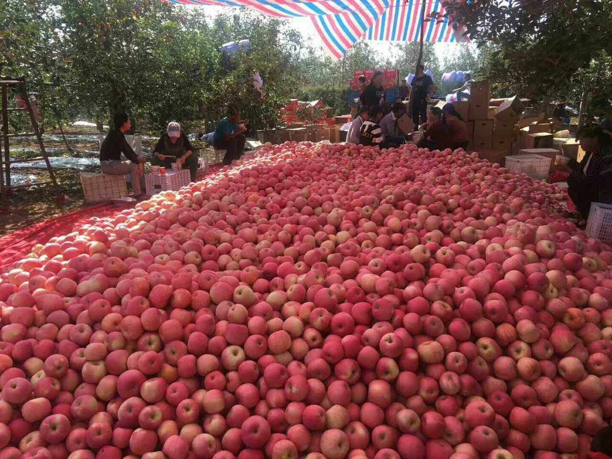 2023年9月7日洛川苹果代办在果农徐某刚家装高检红富士苹果
