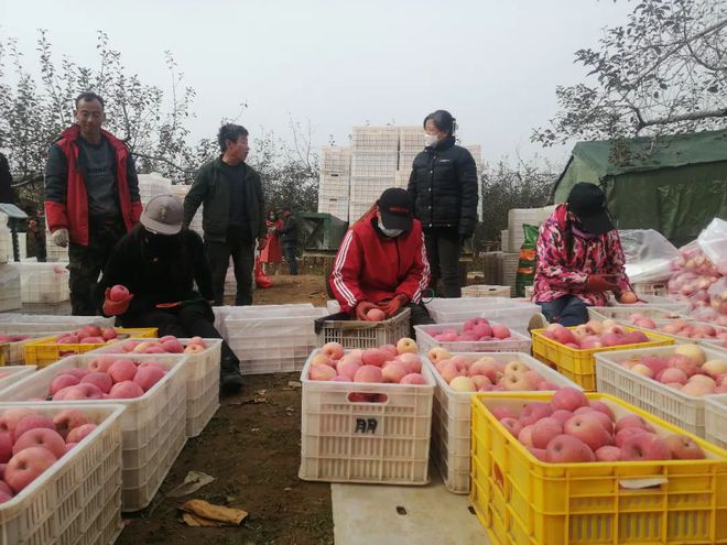 2023年9月5日洛川苹果代办在果农李某家装早熟红富士苹果