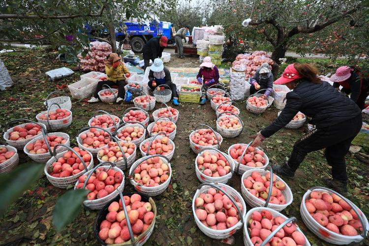 2023年9月2日洛川苹果代办在果农张某海家装高检富士苹果